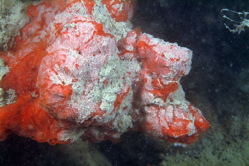 Alcune spugne della Tegnue Adria di Chioggia